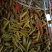 【泡菜】泡椒泡椒。量大速购。腌制好了。