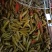 【泡菜】泡椒泡椒。量大速购。腌制好了。