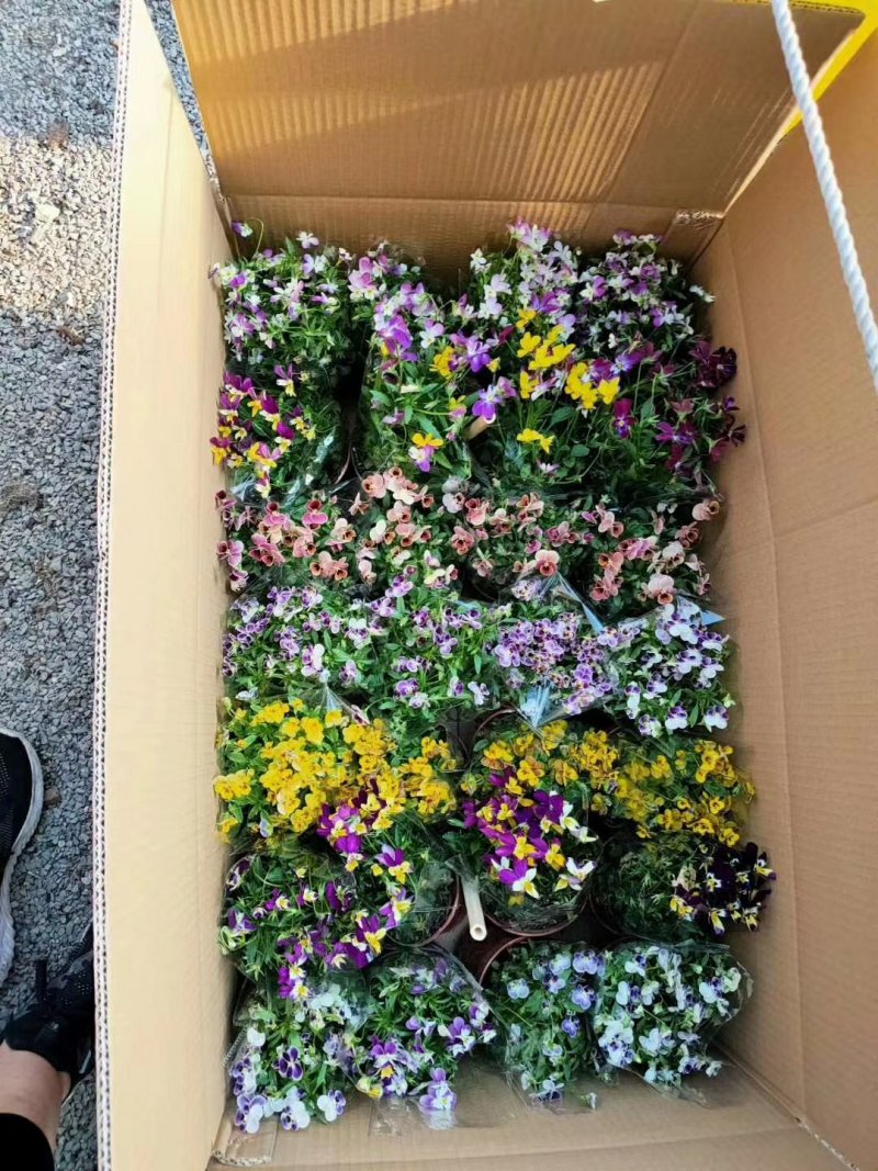角瑾兔子瑾多色角堇多色混搭抗寒