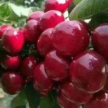 陕西露天新鲜大樱桃大量上市，品种齐全，口感甜，耐运输。