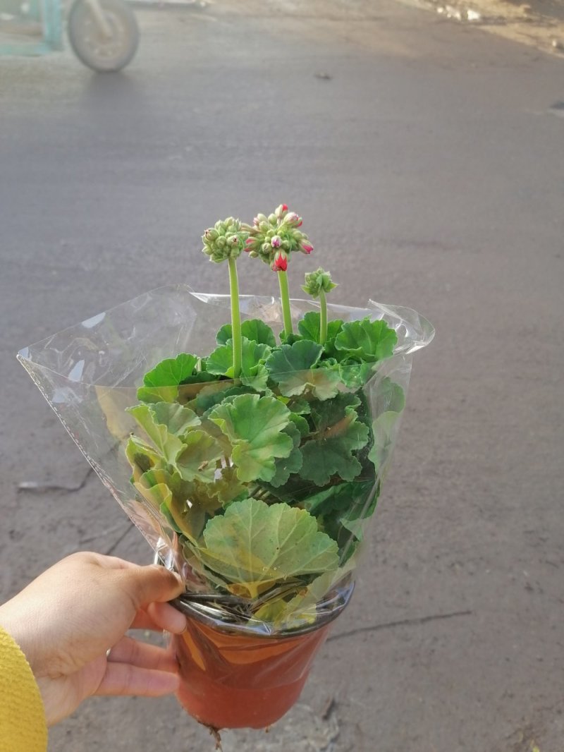 优质天竺葵，青州基地直发