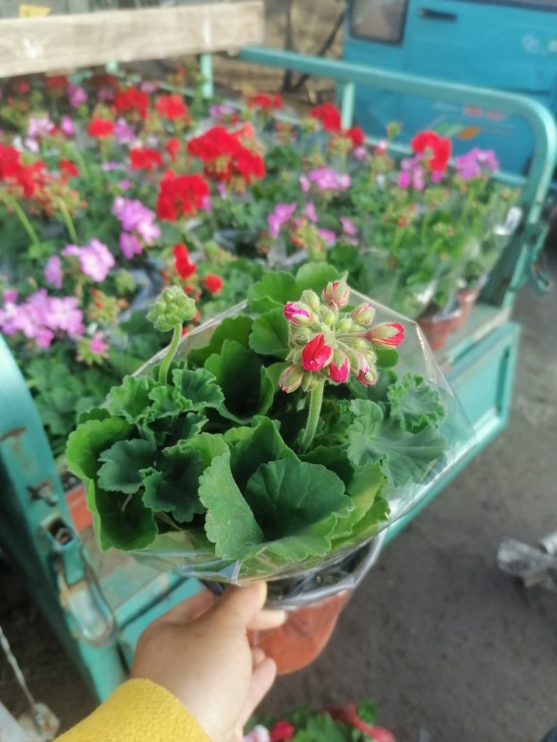 优质天竺葵，青州基地直发
