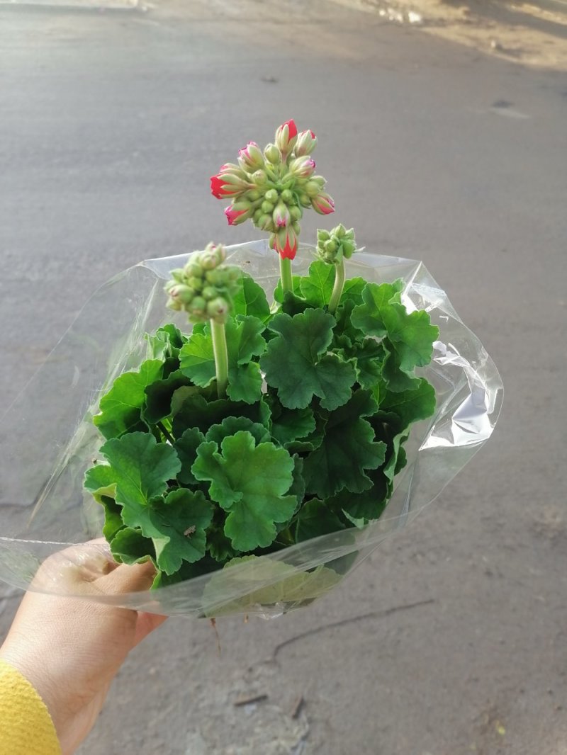 优质天竺葵，青州基地直发