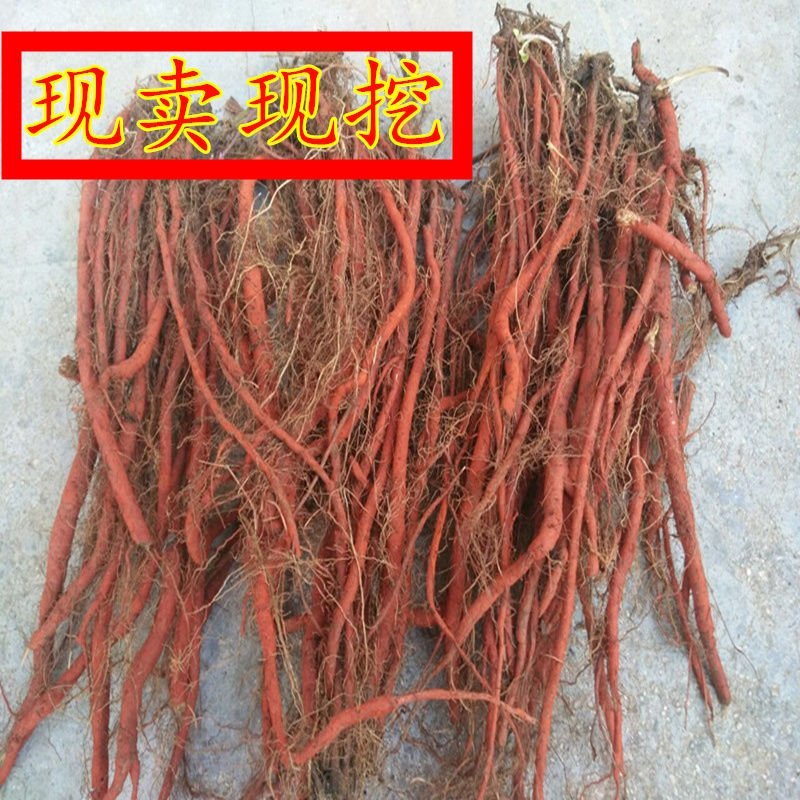 新鲜丹参野生大山里鲜血参丹参苗丹参条现挖现发
