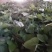 红薯种苗，优质红薯苗，脱毒红薯苗，高淀粉红薯苗