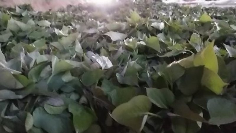 红薯种苗，优质红薯苗，脱毒红薯苗，高淀粉红薯苗