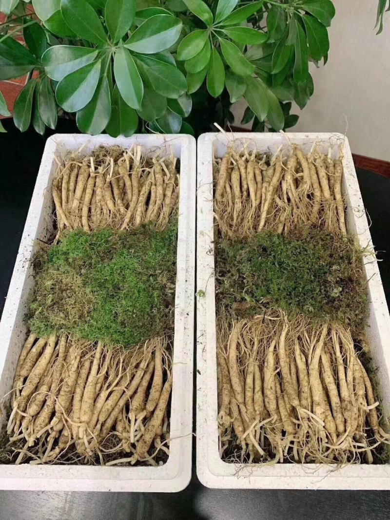 长白山优质鲜人参，新鲜发货，优质小人参煲汤鲜嫩