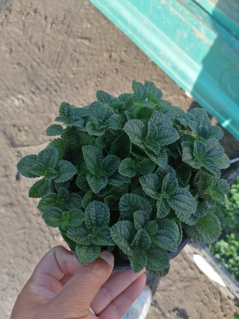 爆盆吸毒草，青州基地直发。