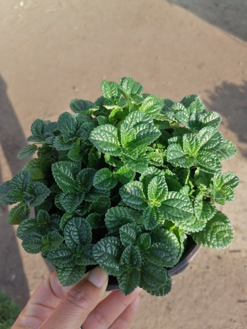 爆盆吸毒草，青州基地直发。