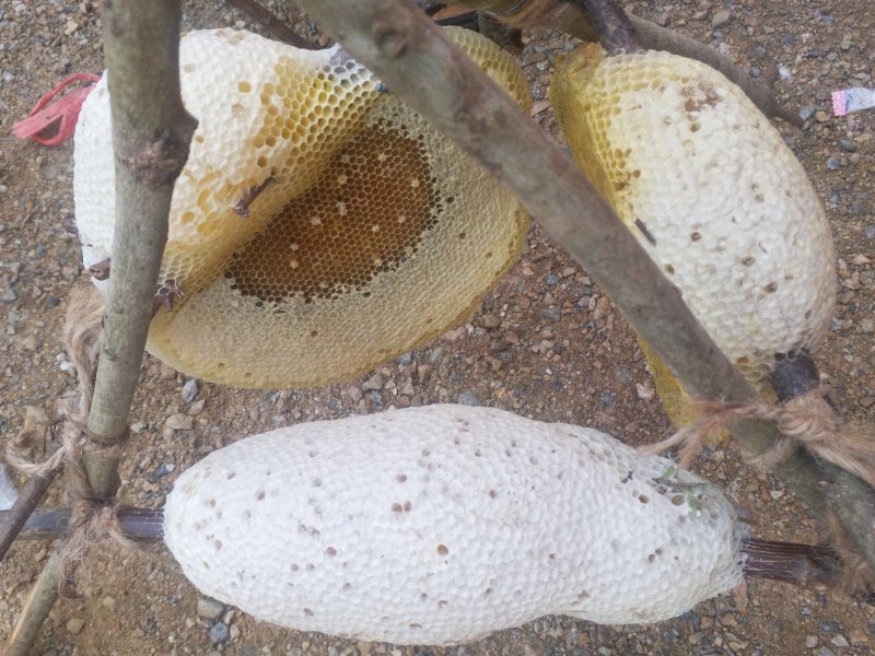 野生蜂蜜