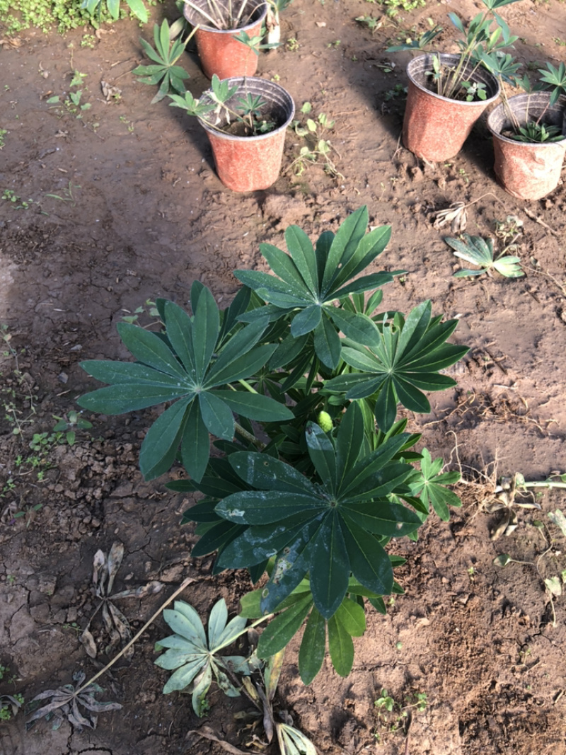 鲁冰花羽扇豆