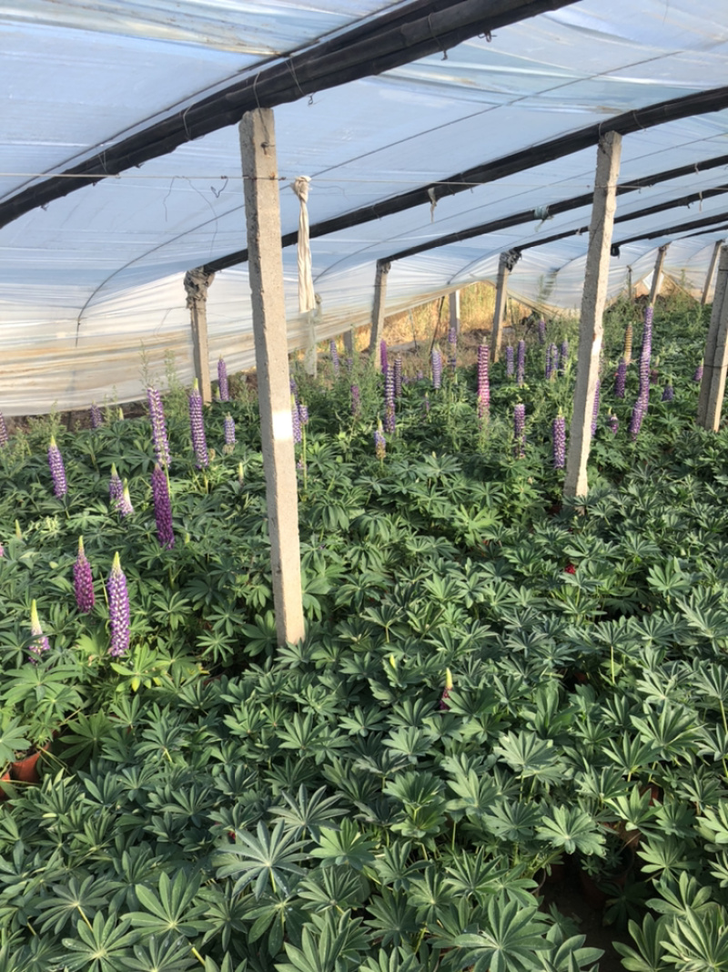 鲁冰花羽扇豆