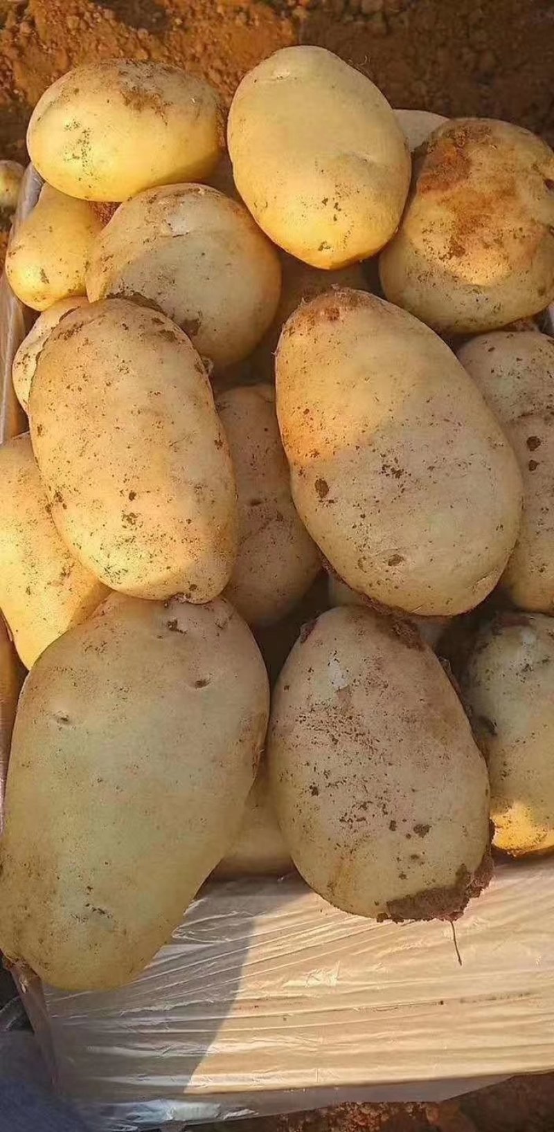 沃土土豆个头大表面光滑无虫眼诚信交易固定发车