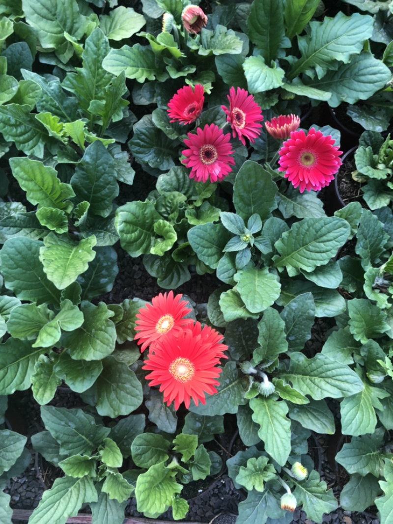 非洲菊