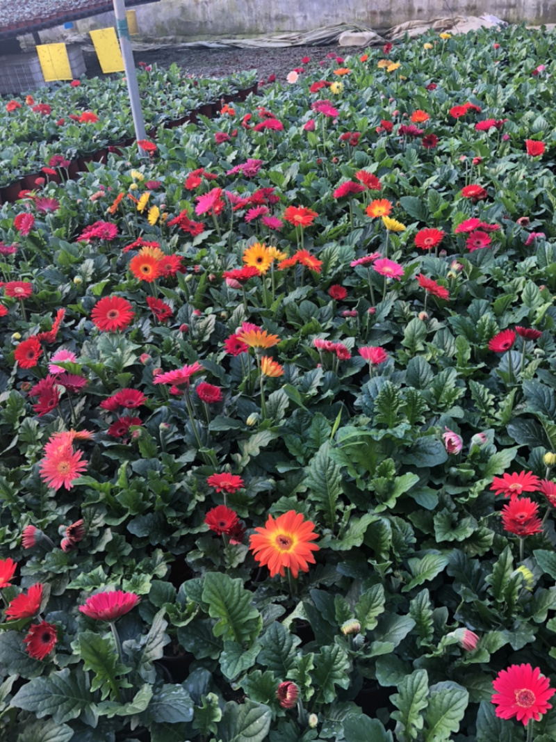 非洲菊