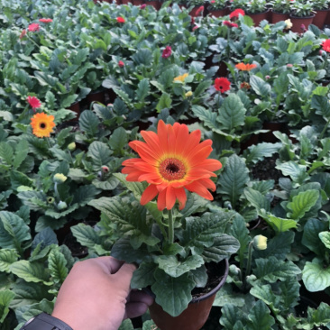 非洲菊
