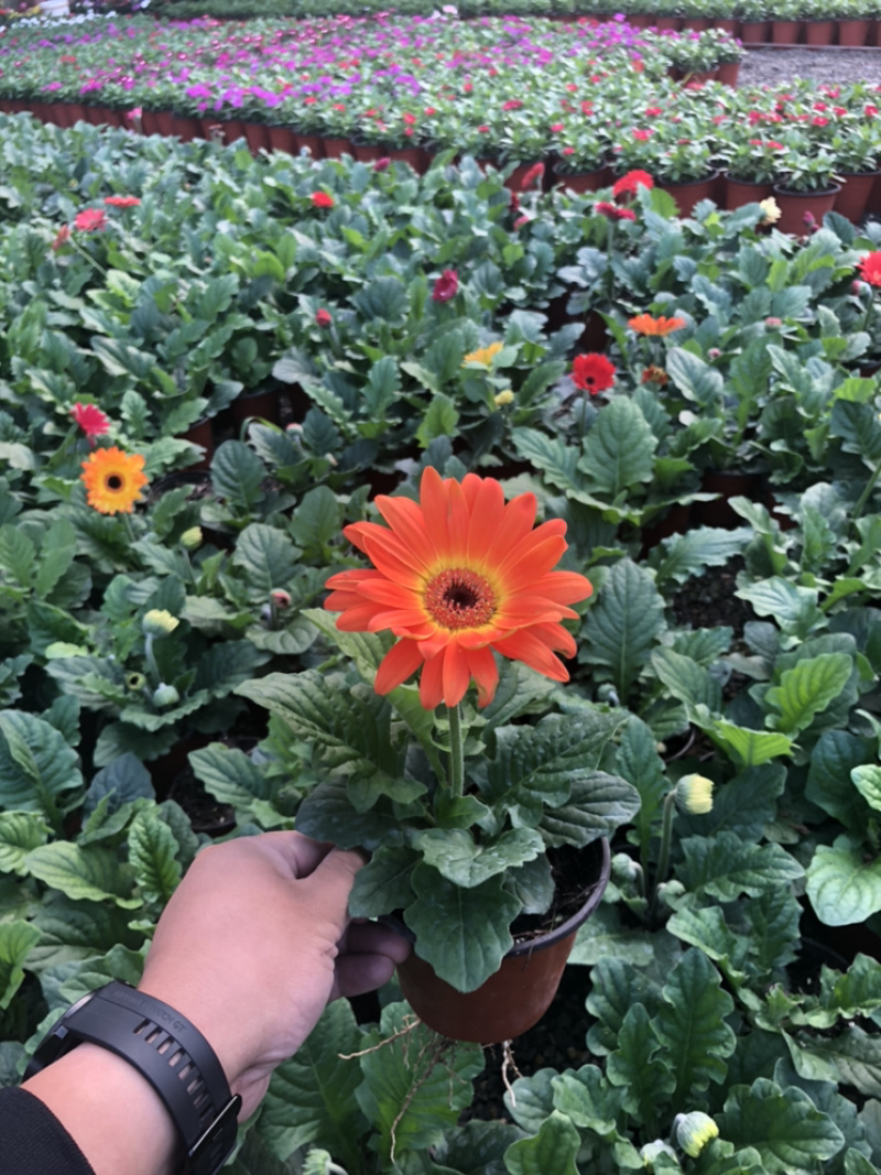 非洲菊