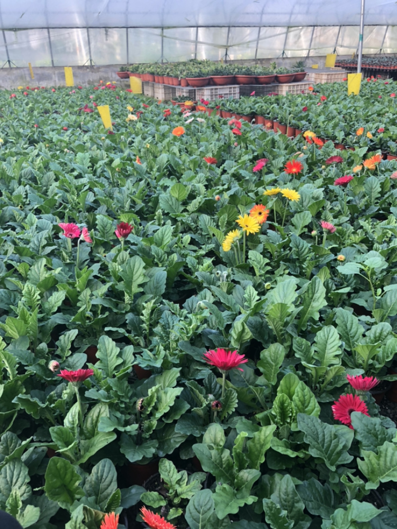 非洲菊