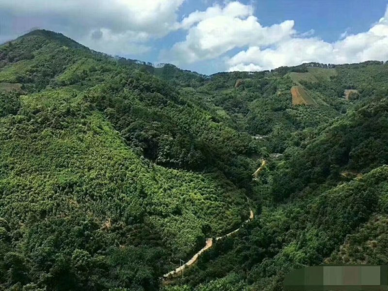 野生冬蜜深山放养