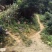 野生冬蜜深山放养