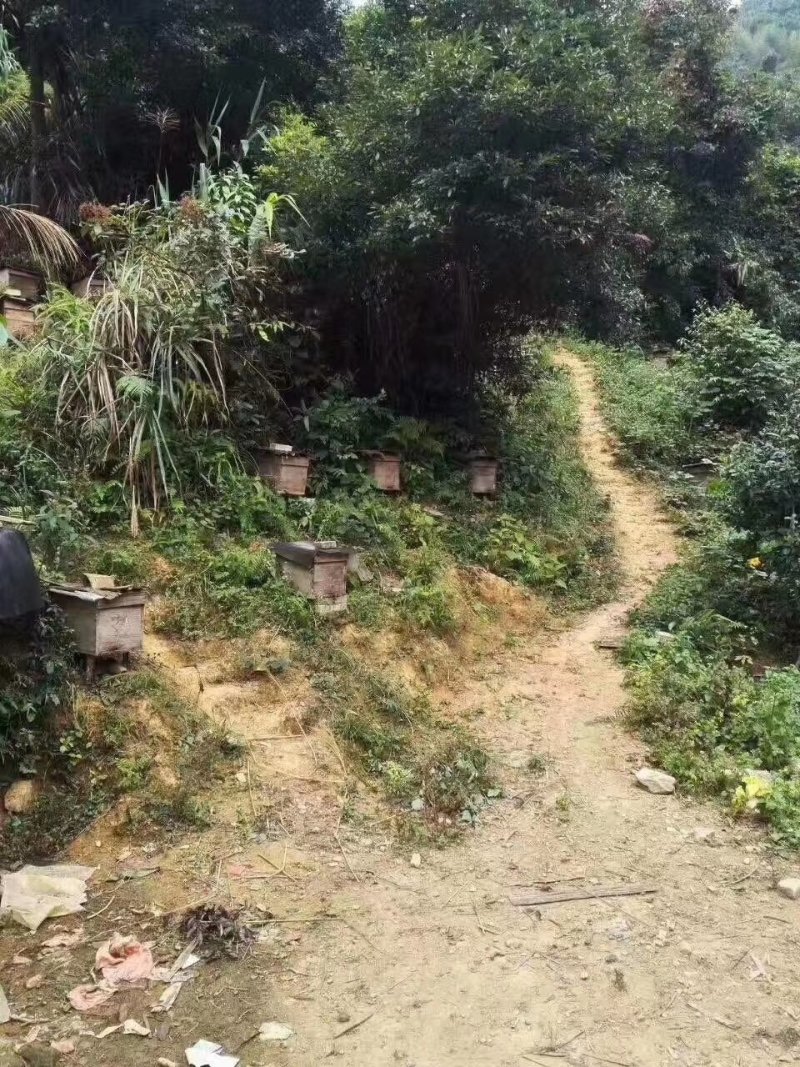野生冬蜜深山放养
