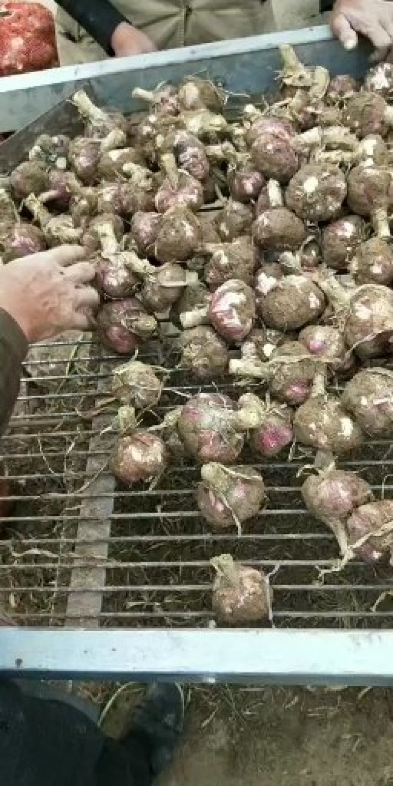 【人气】开封紫皮大蒜带苗蒜头个头大均匀50以上货源充沛