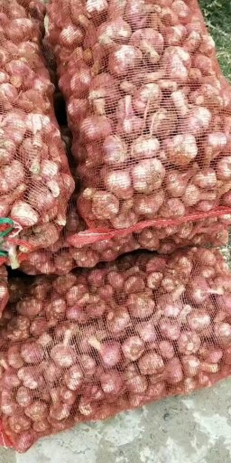 【人气】开封紫皮大蒜带苗蒜头个头大均匀50以上货源充沛