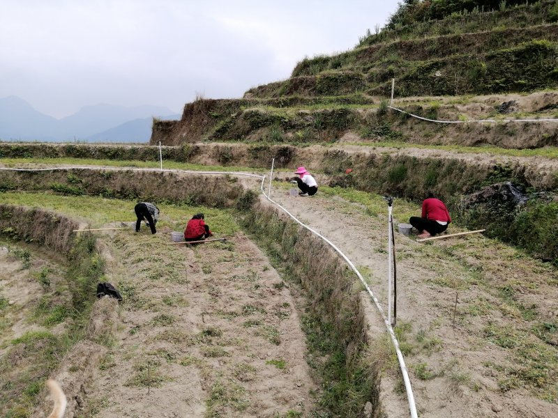 【道地药材】夏天无中药材江西夏天无伏地延胡索/一粒金丹