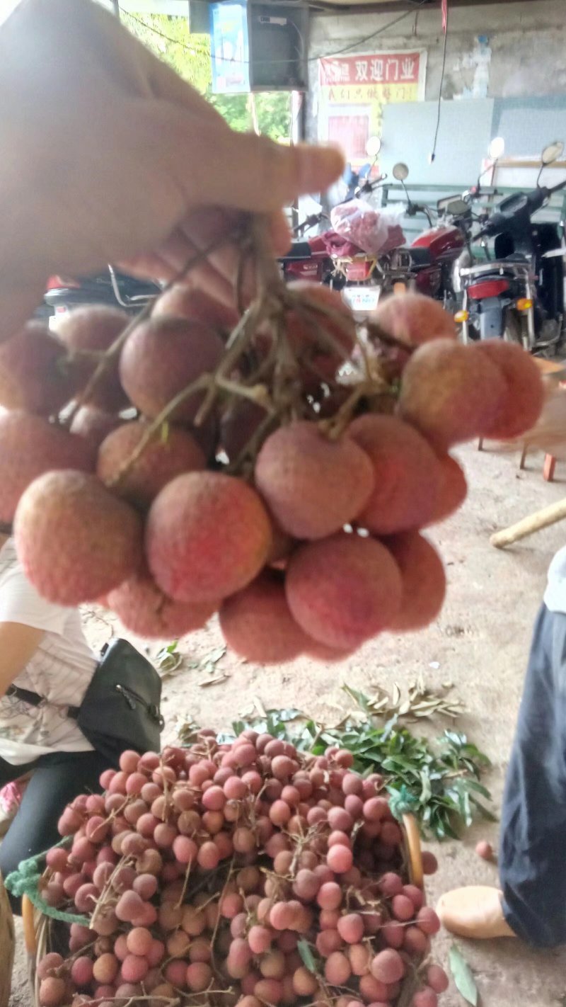 广西荔枝妃子笑来了，有实力的老板来对接