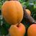 露地丰源红杏产地直发货源充足预售从速价格优惠保证货源