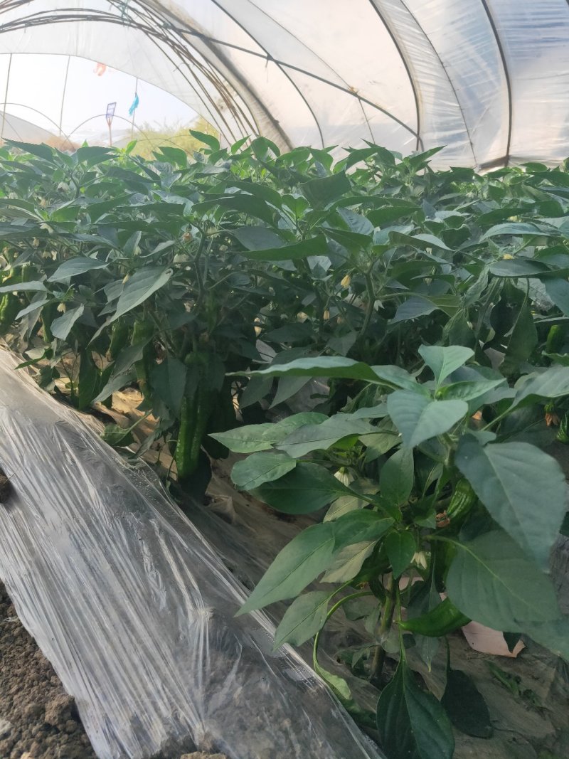 安徽薄皮辣椒（301）陆续上市，产地直供，