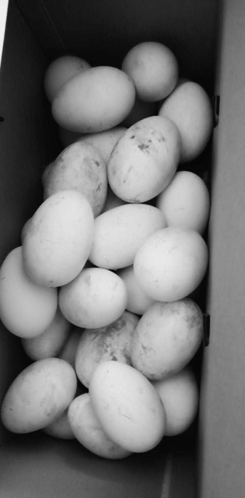 生鹅蛋土鹅蛋新鲜鹅蛋100-130克6枚宝妈、宝宝孕妇放