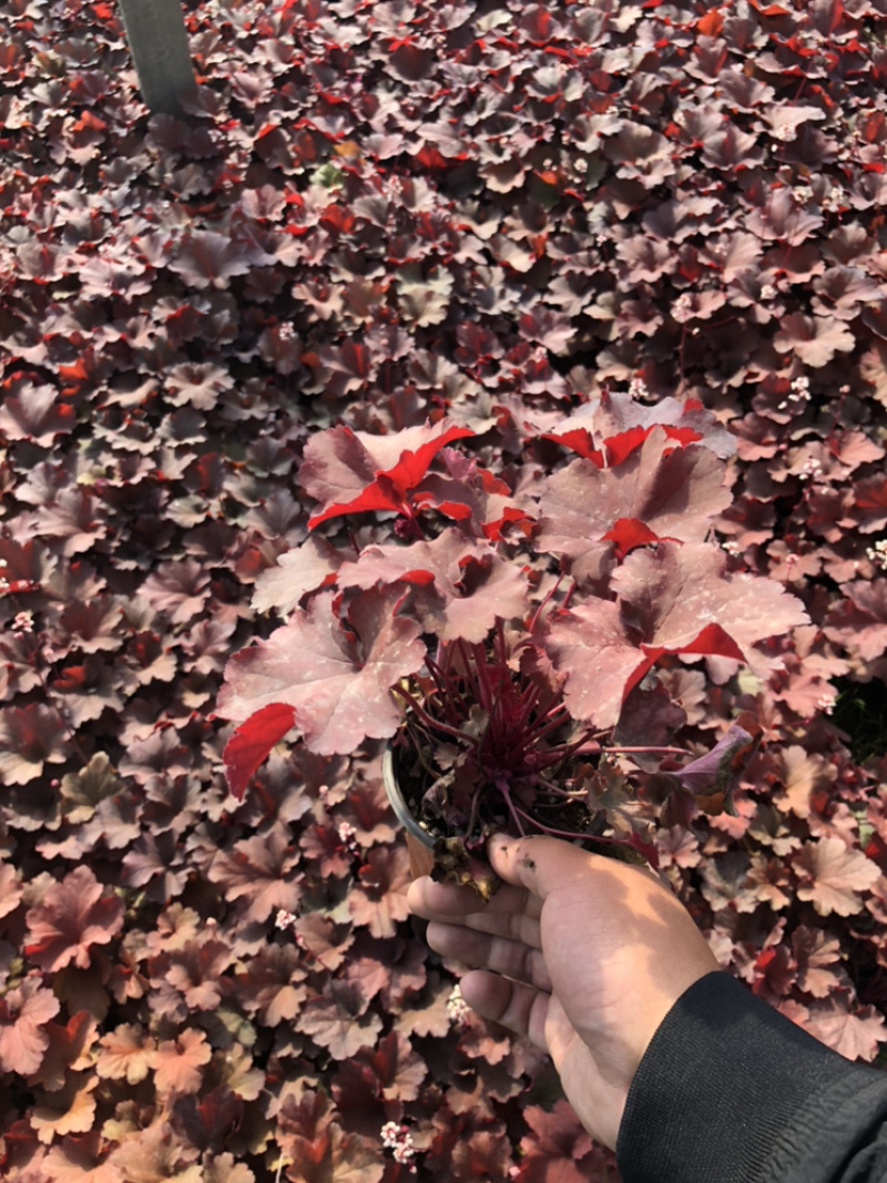 矾根