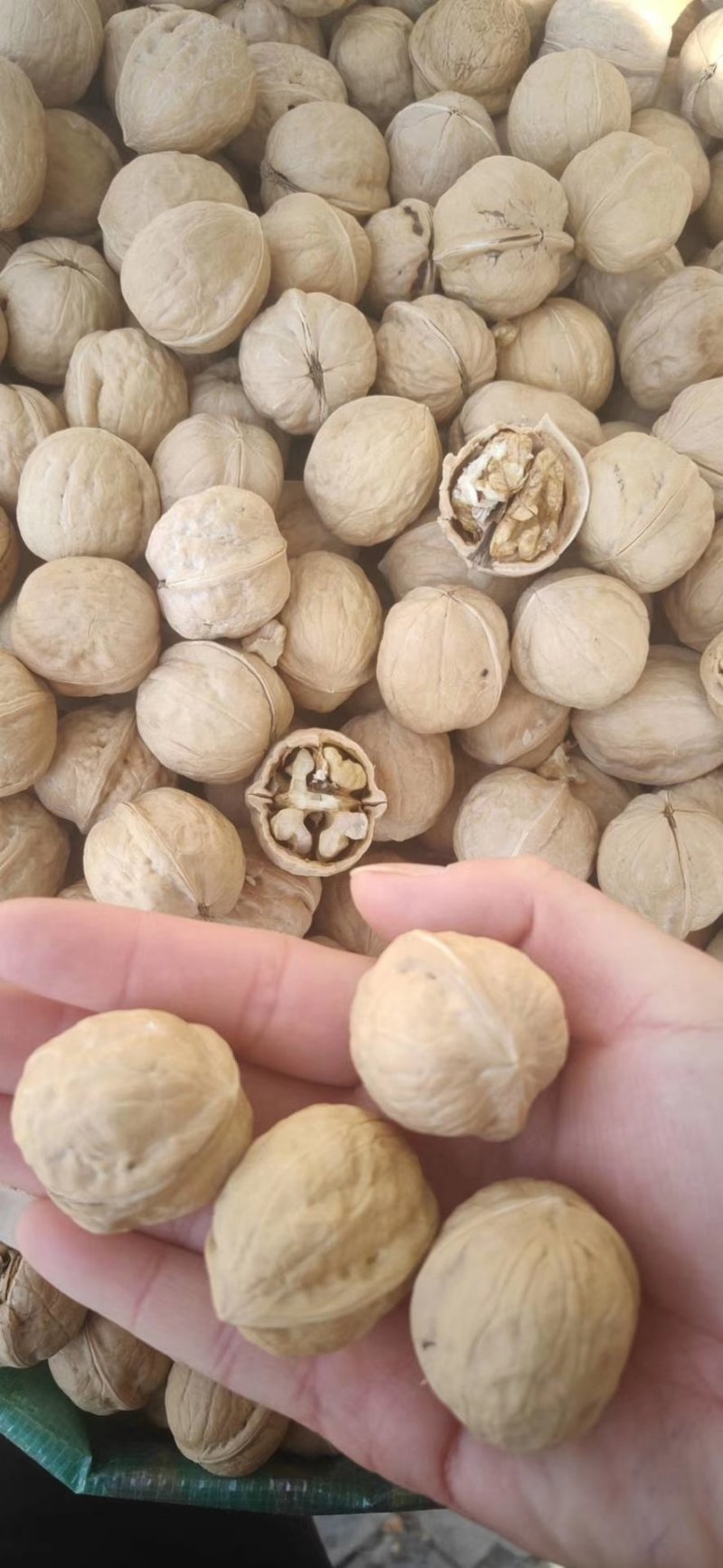 新疆核桃薄皮核桃厂家供应价格低皮薄坏果率低