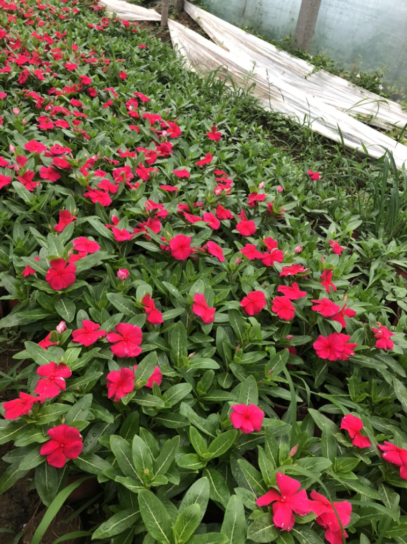 天天开长春花