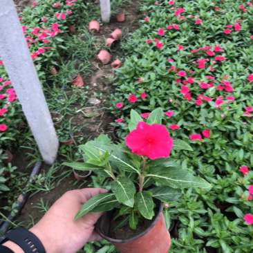 天天开长春花
