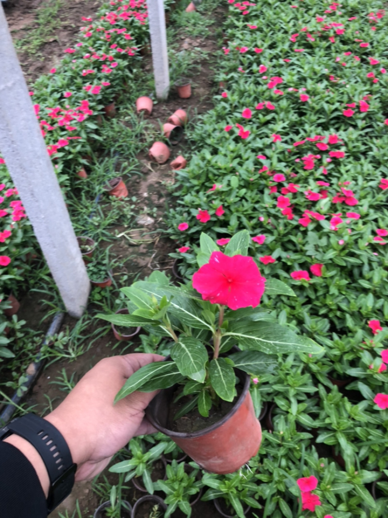 天天开长春花