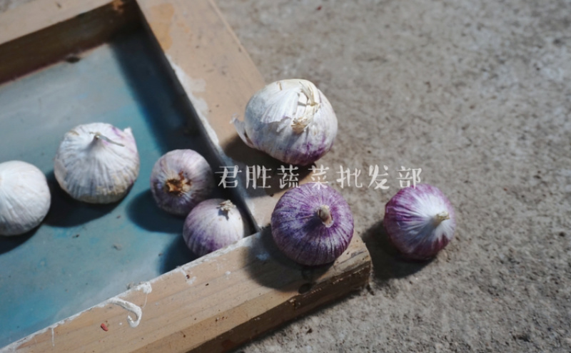 新鲜云南大理独头蒜专业冷库储藏基地直供支持一件代发