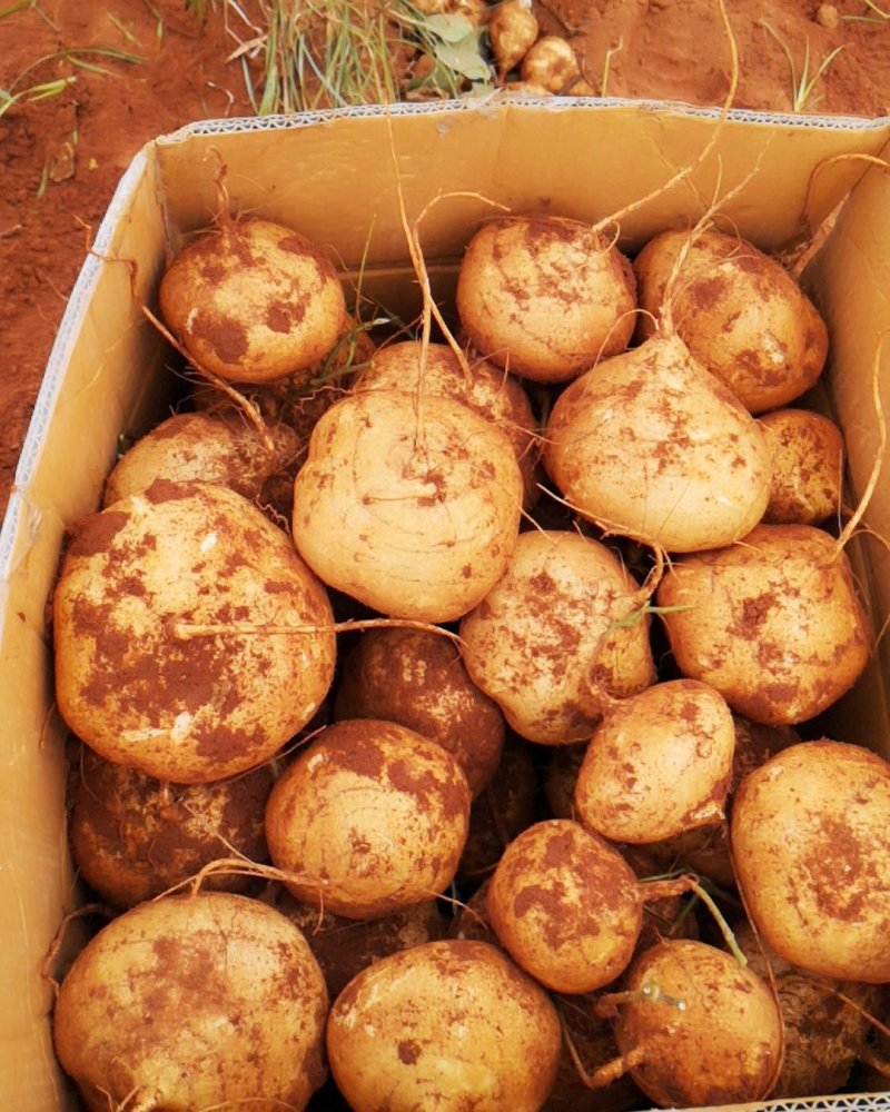 地瓜