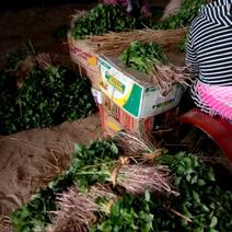 供应辽宁锦州300000棵各种优质红薯地瓜苗