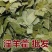 淫羊藿叶淫羊霍全草24小时内发货正品