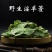 淫羊藿叶淫羊霍全草24小时内发货正品
