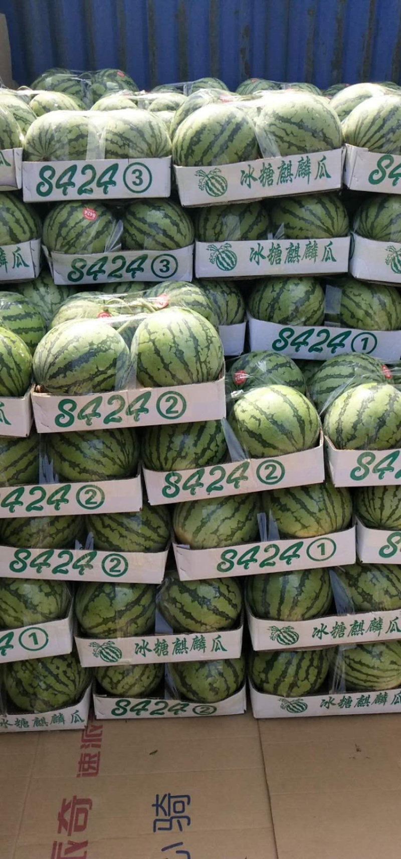 江苏西瓜种植基地美都上市中专业代收诚邀全国客商……