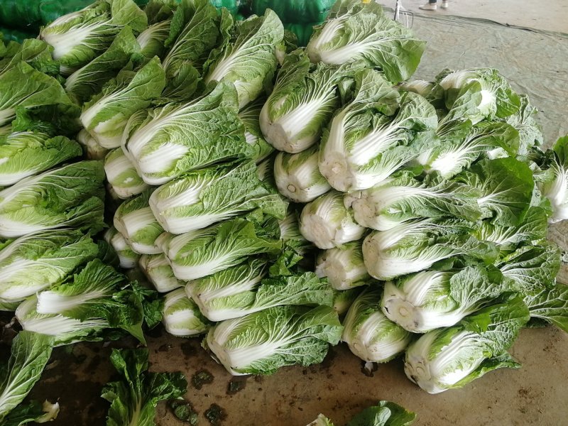 甘肃蔬菜