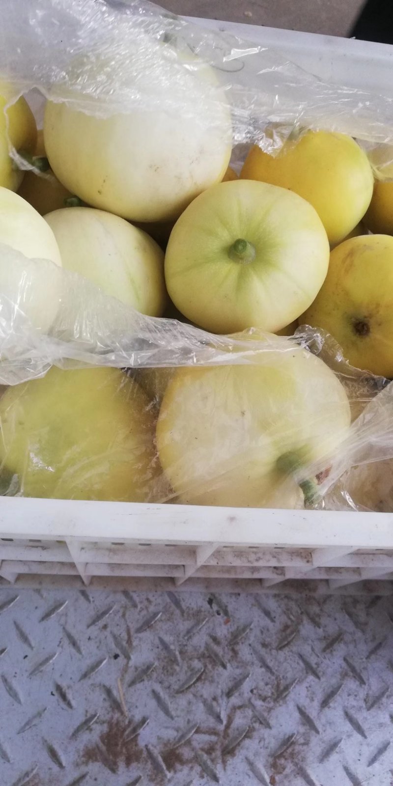 一窝狼甜瓜0.5斤以上通货