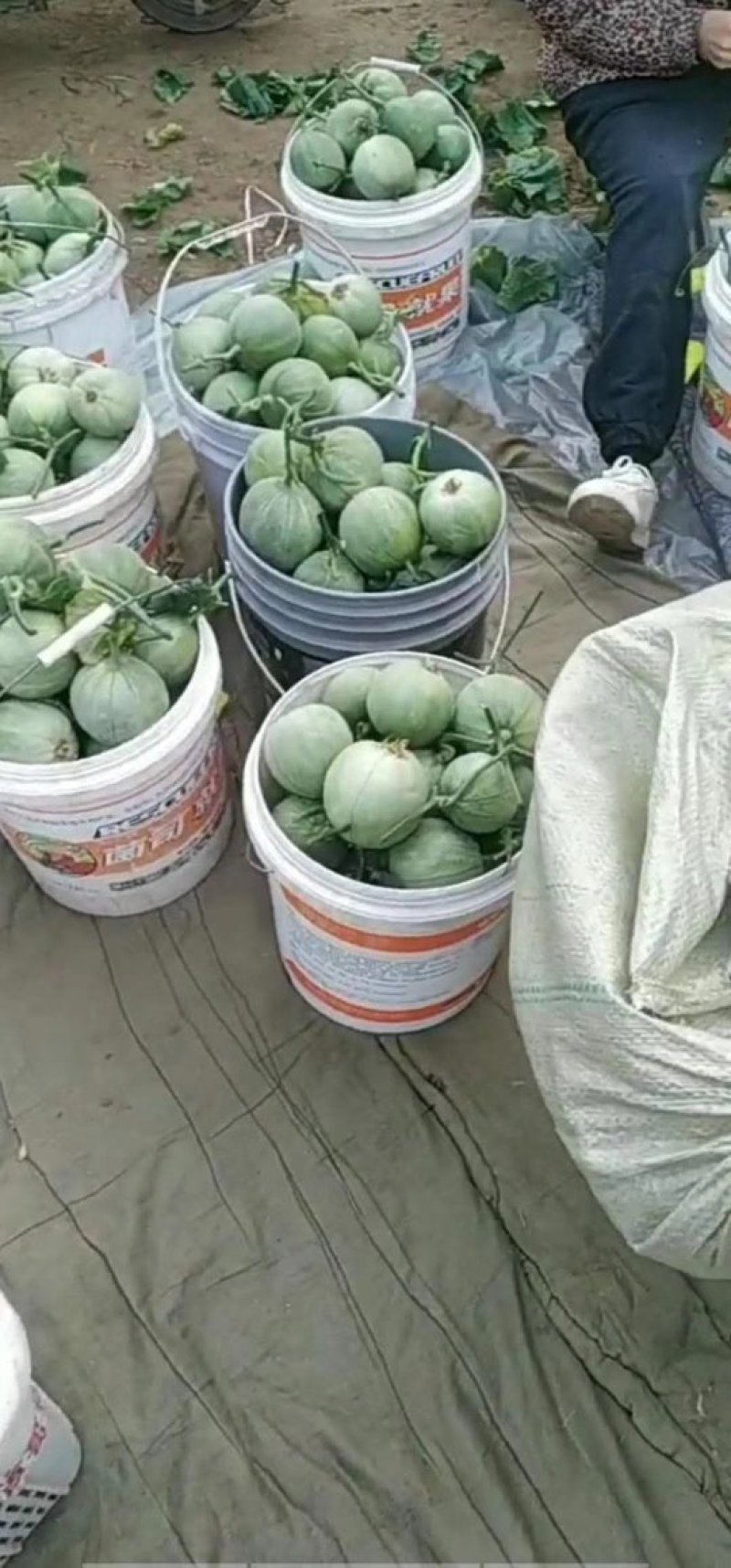 一窝狼甜瓜0.5斤以上通货