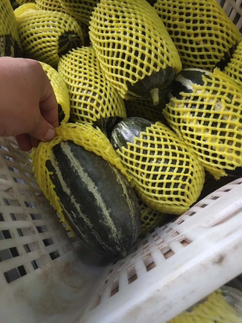 一窝狼甜瓜0.5斤以上通货