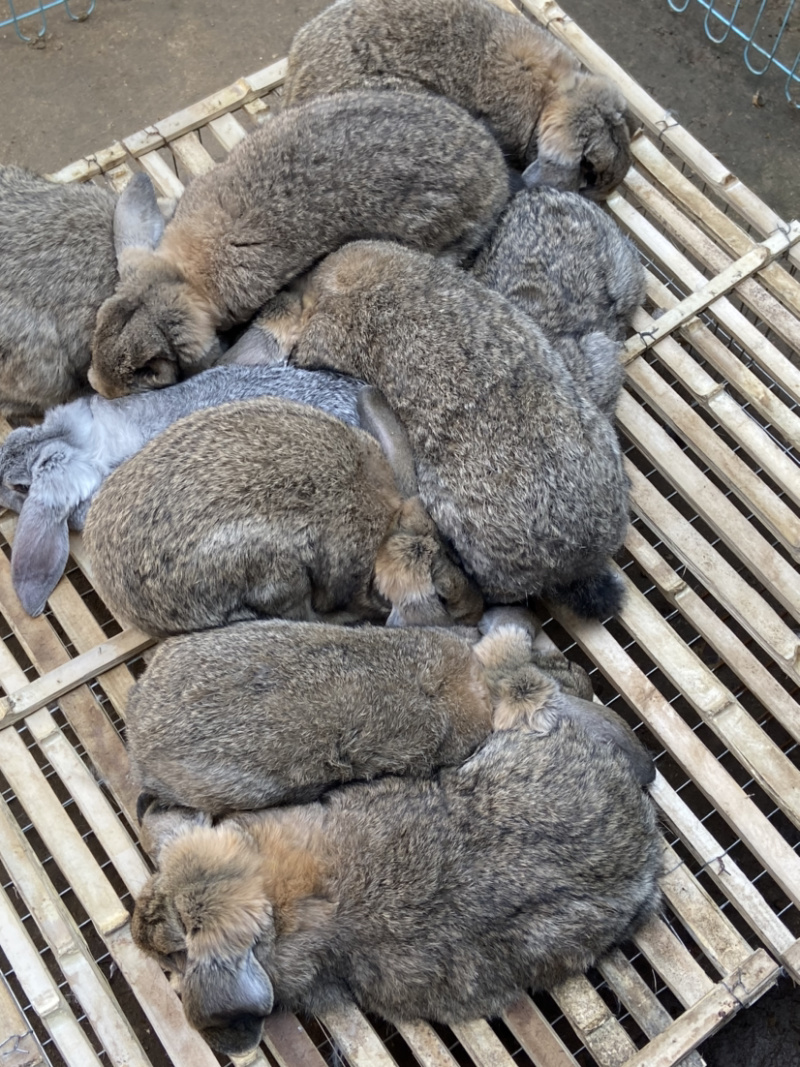 优质《公羊兔》种兔肉兔包技术包回收全国可发货