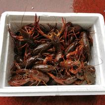 湖北公安塘口小龙虾，底白肉质爆满，规格硬，现货发售