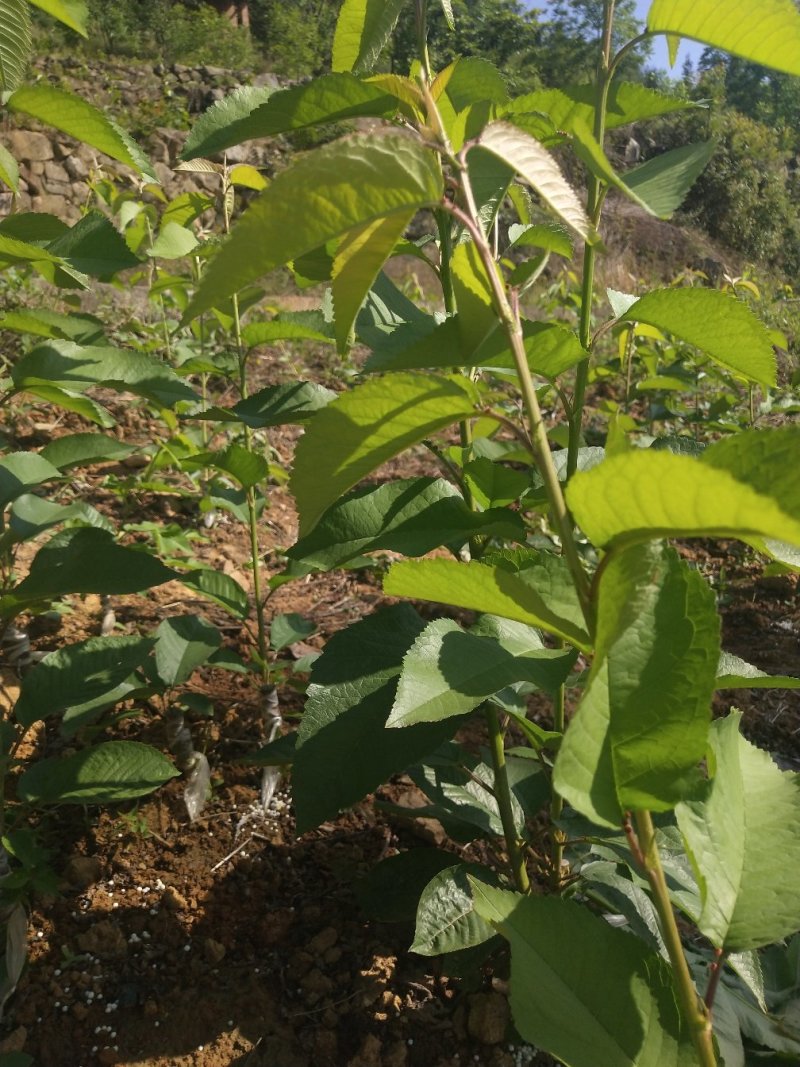 车厘子樱花西梅黄桃。各种苗出售。全是优良品种。一级苗